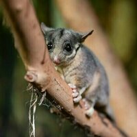 Decades of searching and a chance discovery: why finding Leadbeater's possum in NSW is such big news