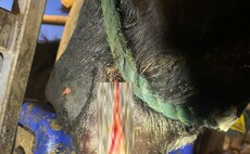 Cow comes within 20cm of lacerating major arteries after gate injury