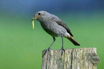 From soil to slugs to songbirds - how plastic is moving through ecosystems