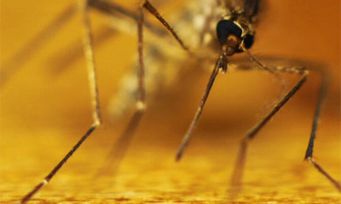 Malaria prevalence shoots to 60% average Malaria prevalence shoots to 60% average