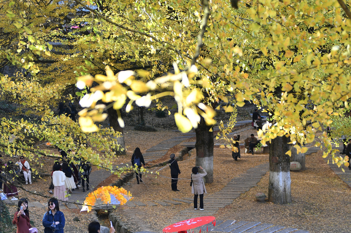 CHINA-HUNAN-SHUANGPAI-GINKGO-SCENERY (CN)