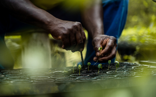 How re.green plans to deliver its first forest restoration carbon credits