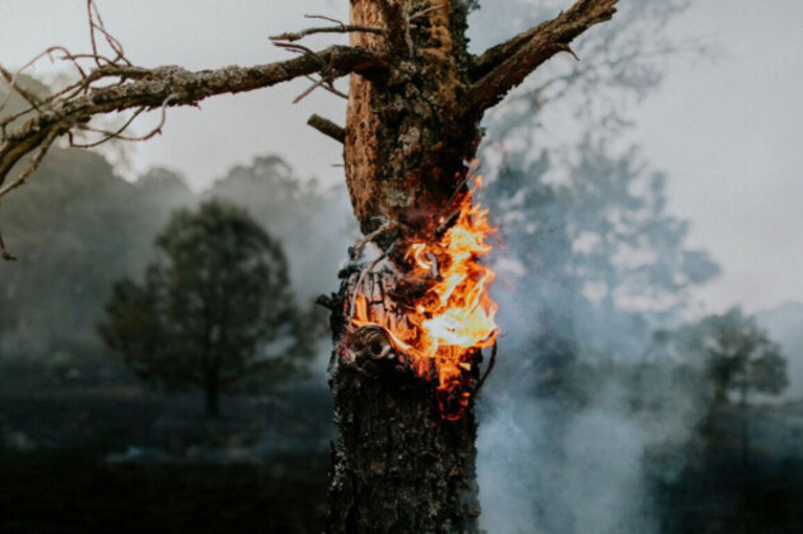 Bulgaria Among EU Countries Most Affected by 2024 Forest Fires
