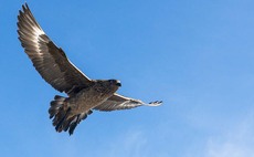 Wild bird migration prompts further avian flu misery