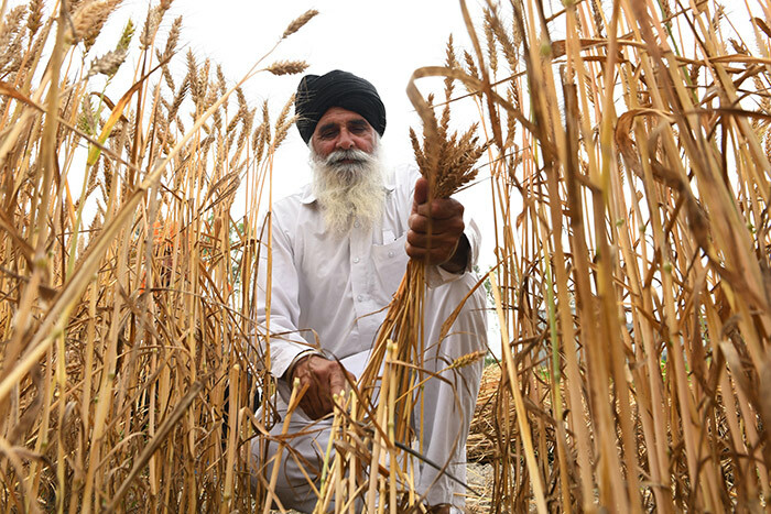   farmer harvests wheat crops in a field on the occasion of the aisakhi festival during a governmentimposed nationwide lockdown as a preventive measure against the 19 coronavirus on the outskirts of mritsar on pril 13 2020 hoto by    