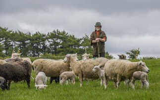 Maximising the value of every sheep on Somerset farm