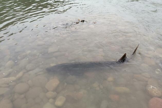 Yangtze sturgeon manage natural spawning, hatching after removal of hydropower dams