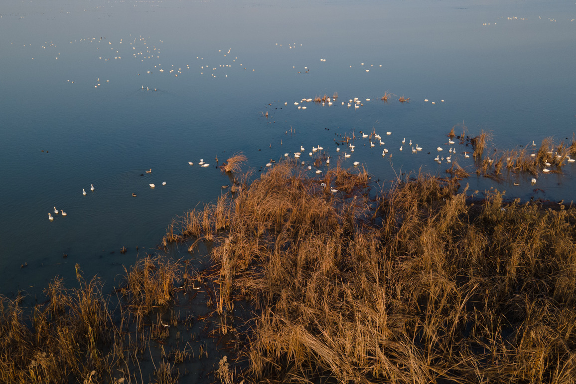 (AmazingAnhui)CHINA-ANHUI-CHUZHOU-MINGHU PARK-MIGRATORY BIRDS (CN)
