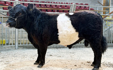 Auction mart sales round-up: Belted Galloways to 6,200gns, new centre record for commercial cows and calves, and steady demand for store cattle