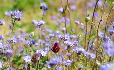 Are wildflowers the solution for 'greener' wine? 