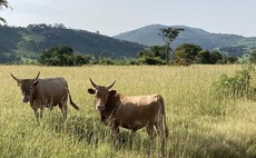 Investment key to unlocking Guinea's ag potential