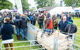 Record crowds flocked to NSA North Sheep 2025 despite downpours  