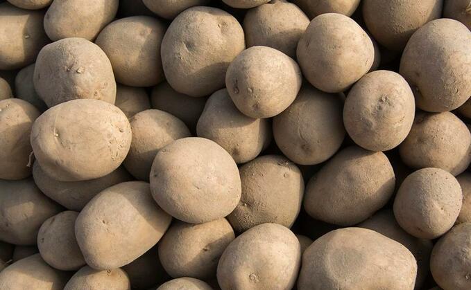 The seed potato trade could be facing a disease epidemic