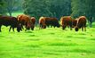 Grass-fed beef producers to take control