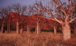 Boab trees in WA's Kimberley region. Image: Gary Batten