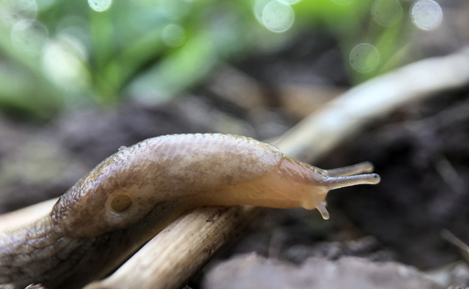 The use of silicon make crops more resilient to slugs and pests