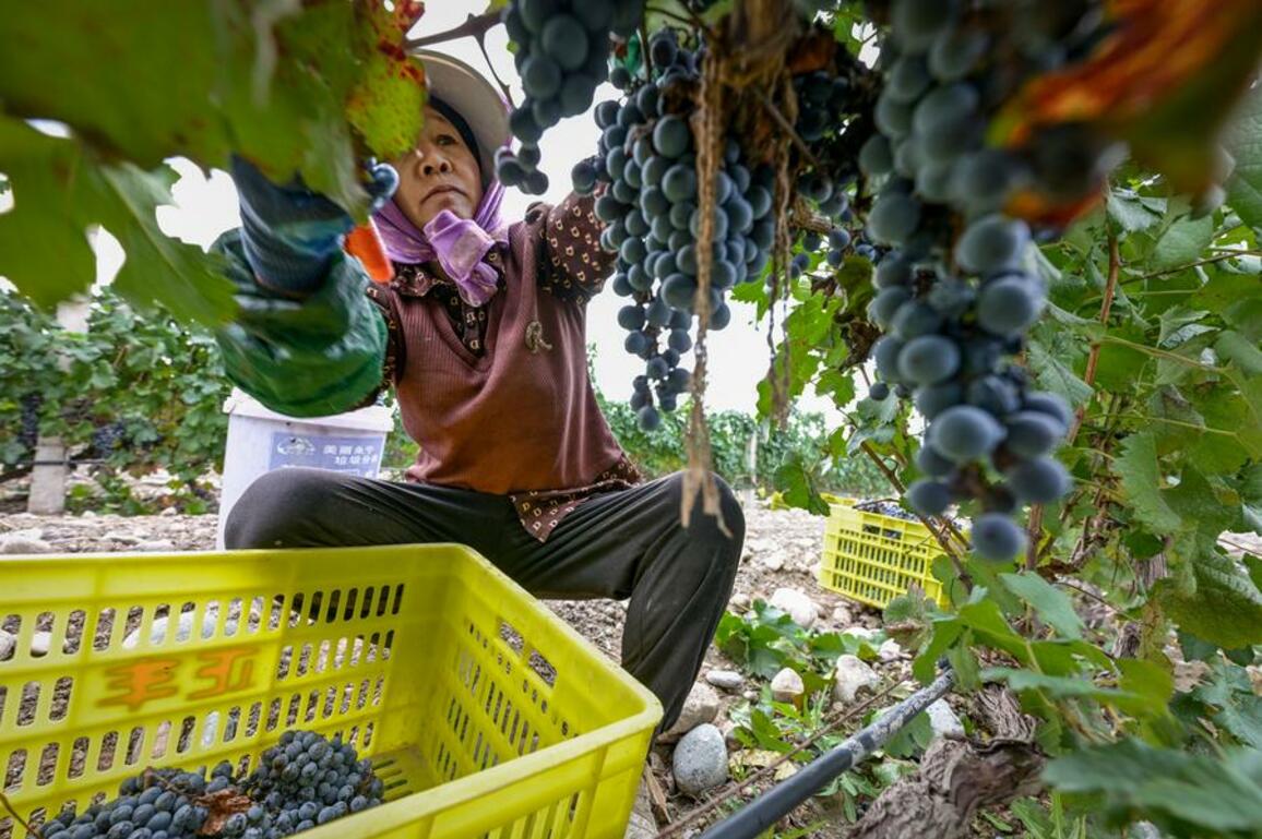 Farmers gain precision edge with AI smart glasses