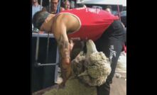  Lou Brown on his way to breaking the eight-hour-day shearing record in Western Australia on the weekend. Picture courtesy Lojik Shearing Training.