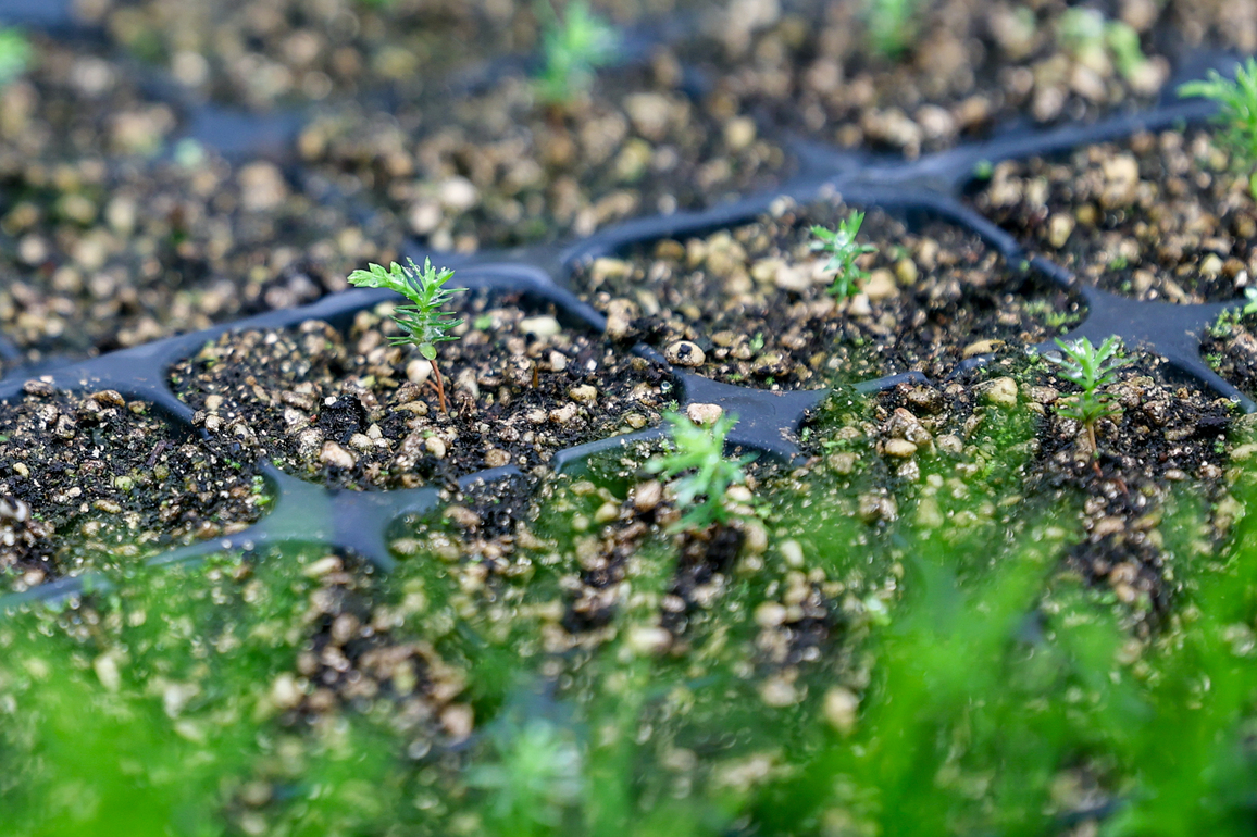 CHINA-CHONGQING-RARE PLANTS-PROTECTION (CN)