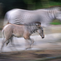 SINGAPORE-LUNAR NEW YEAR-ZOO-ZEBRA FOAL