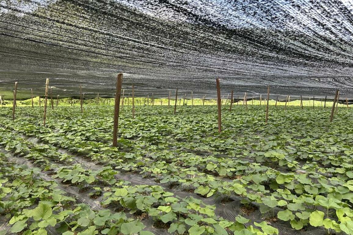 SW China's misty mountains produce spicy wasabi fortune