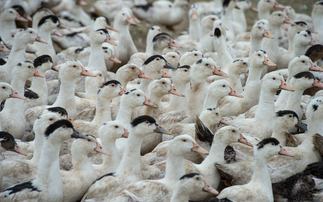 Avian flu ramps up in Europe