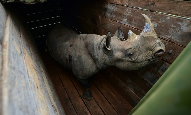 How a plan to save Kenya's rhino left 11 dead How a plan to save Kenya's rhino left 11 dead