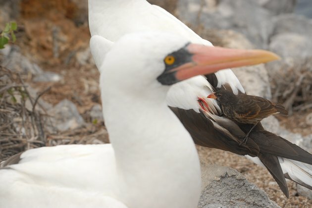 Vampire finches: how little birds in the Galapagos evolved to drink blood