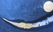Visible coarse gold panned from the zone intersected at Tanqueray