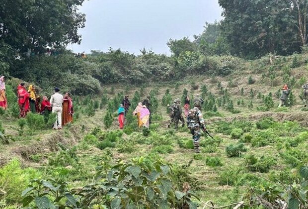 Tripura: Assam Rifles destroy over 16 hectares of ganja plantation in Sonamura