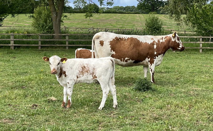 Natalie and Christopher Chitty run the Betton herd of 24 head of Irish Moiled cattle at Betton in Shropshire Natalie and Christopher Chitty run the Betton herd of 24 head of Irish Moiled cattle at Betton in Shropshire