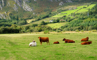 Ulster Farmers' Union urges farmers to opt into Beef Carbon Reduction Scheme before deadline 