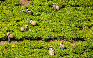 Fairtrade tea sales rise 35 per cent in 2025 