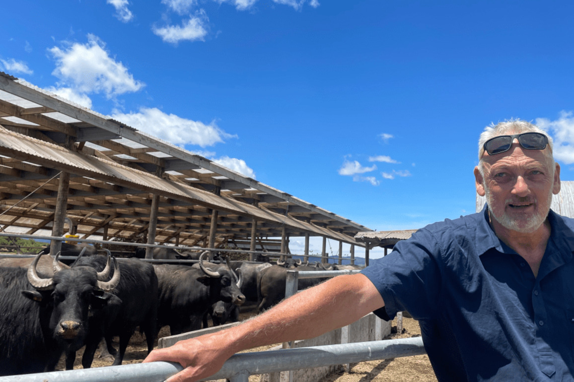 Clevedon couple working to change minds on farming water buffalo in NZ