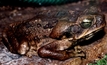 Fenced off dams help control cane toads