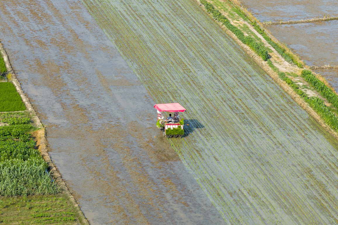 #CHINA-PADDY FIELDS-FARMING (CN)