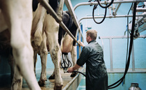 Further cuts not ruled out as dairy farmers brace for December price drops