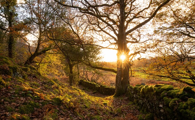 Temperate rainforests are native to the British Isles. Pictured: Coed Crafant | Credit: Ben Porter