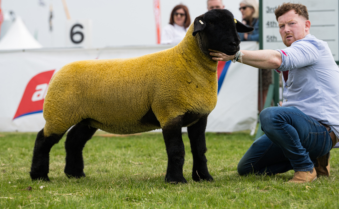 Sheep inter-breed and shortwool champion, Limestone J-Lo, a Suffolk shearling ewe from Mark Priestley, Downpatrick, Co. Down.