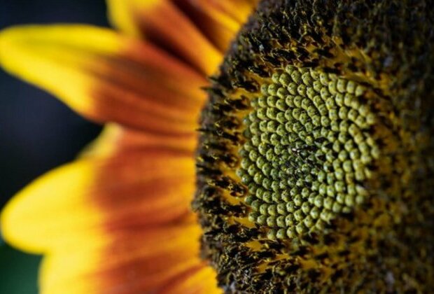 Sunflower oil properties predicted by genetic analysis