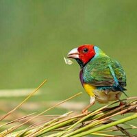 The Top End's tropical savannas are a natural wonder - but weak environment laws mean their future is uncertain