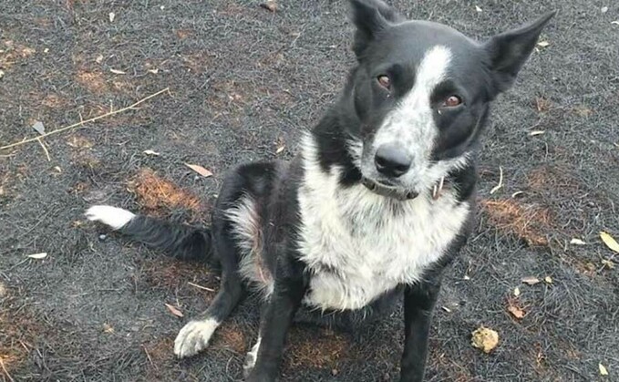 Border collie saves flock of sheep from wildfire blazes in Australia