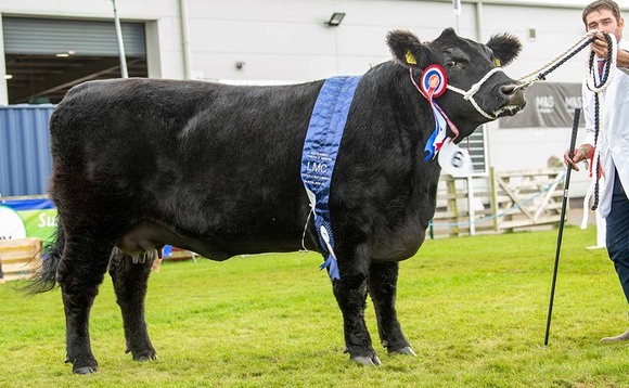 Balmoral Show 2021: Aberdeen Angus leads Balmoral beef line-up