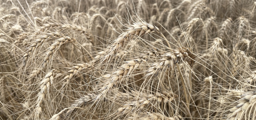 A wet start to summer has hindered some crop harvesting.