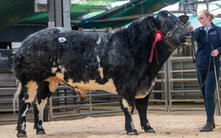 Umpire tops British Blues at 17,000gns at Carlisle