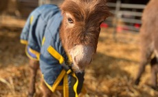 Baby donkey stolen from farm in Farnham