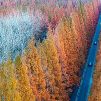 The climate case for planting trees has been overhyped - but it's not too late to fix it
