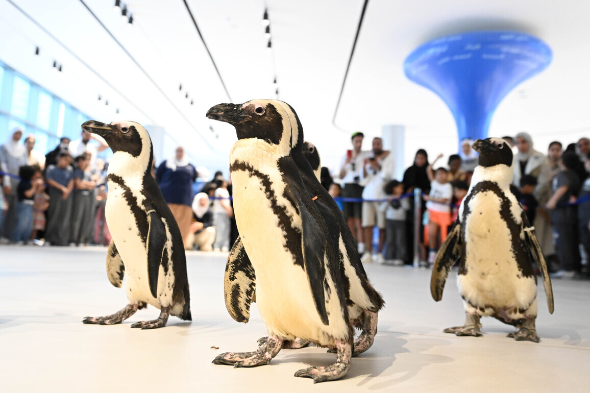KUWAIT-HAWALLI GOVERNORATE-PENGUIN WALK EXPERIENCE