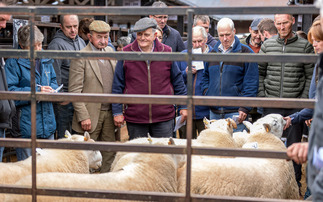 Sennybridge Brecknock Hill Cheviot sale tops at 10,000gns