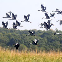 Assam: Pobitora Wildlife Sanctuary welcomes surge of migratory birds as tourist season picks up